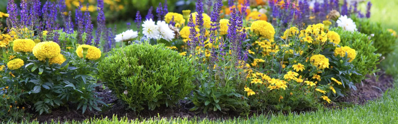 Seasonal Flowers