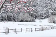 Winter is Still Coming! Prepare Your Landscape