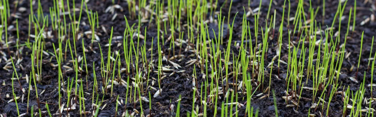 Aeration & Seeding