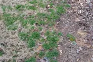Not Poa Annua...Again!